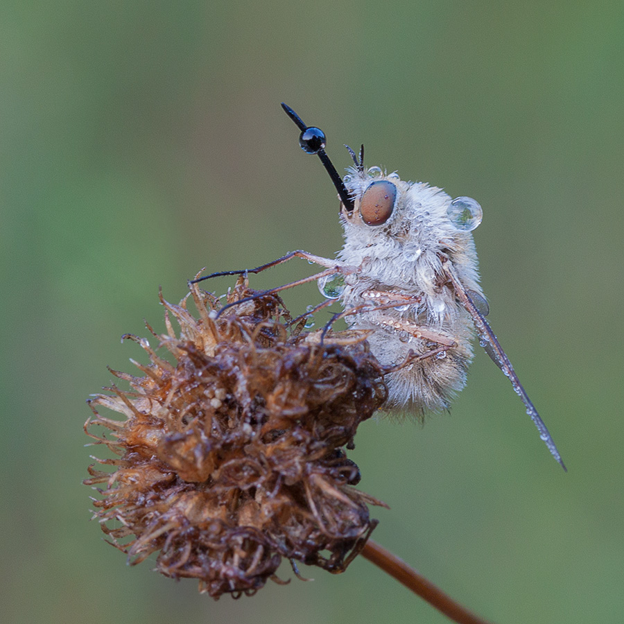 Ein Beruf - fällt durchbohren