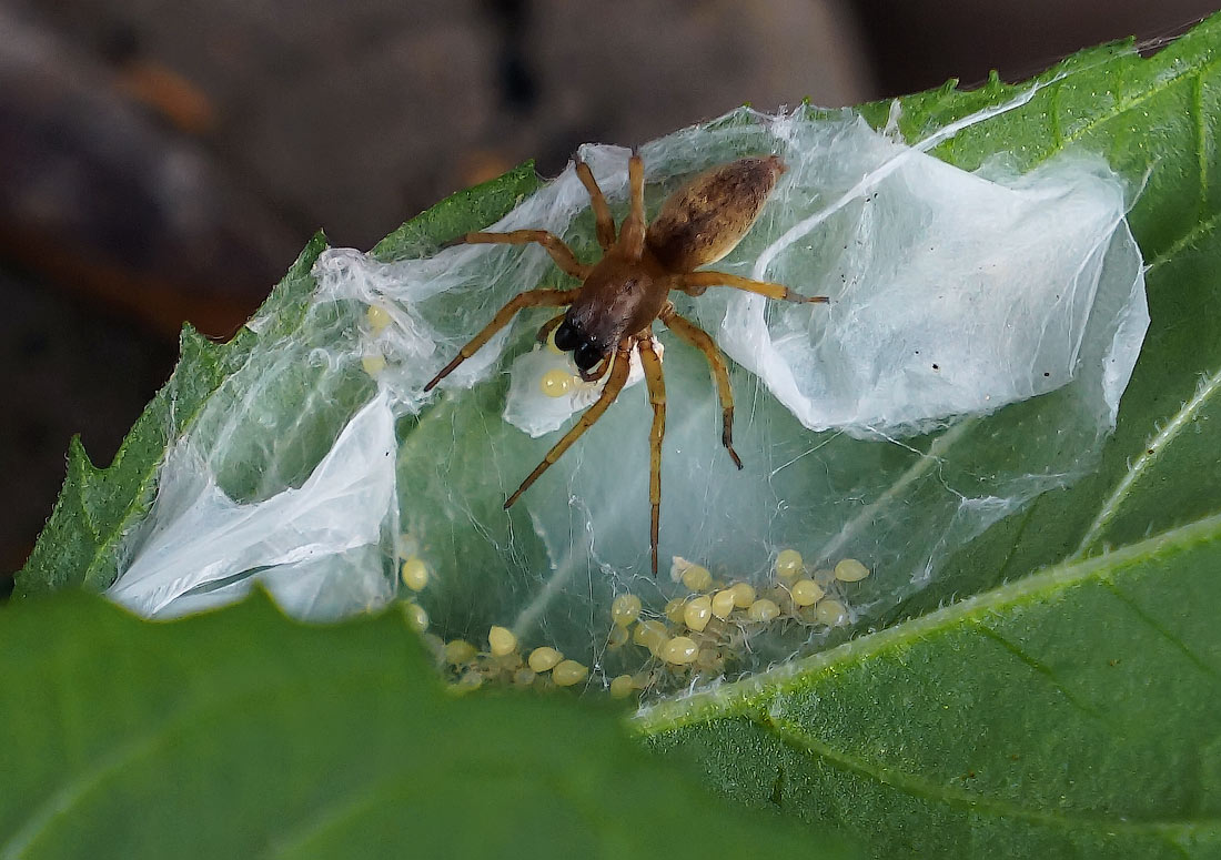 Fürsorgliche Mutter