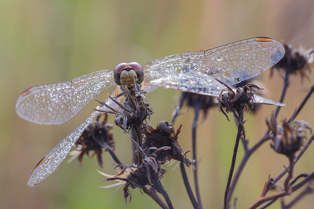 Flügel, um zu trocknen