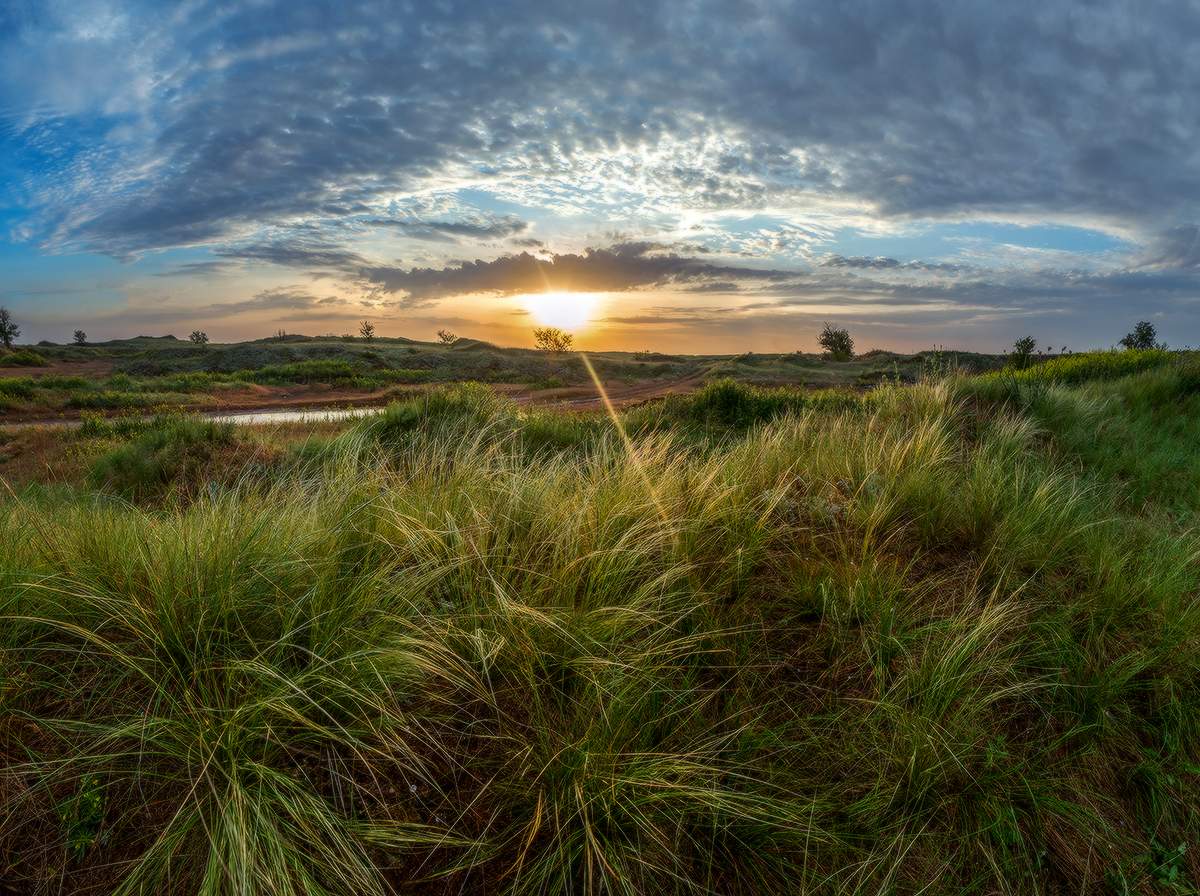 Federgras im Morgengrauen.