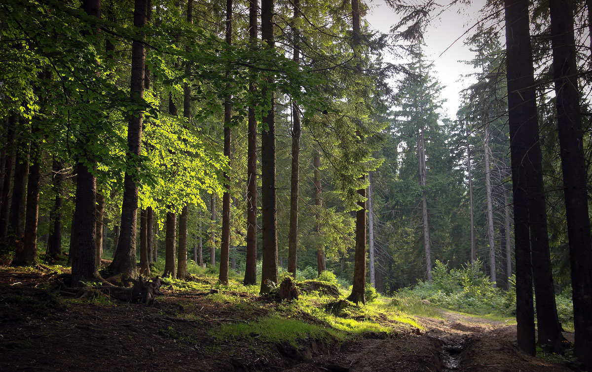 Im Schatten der Smerek