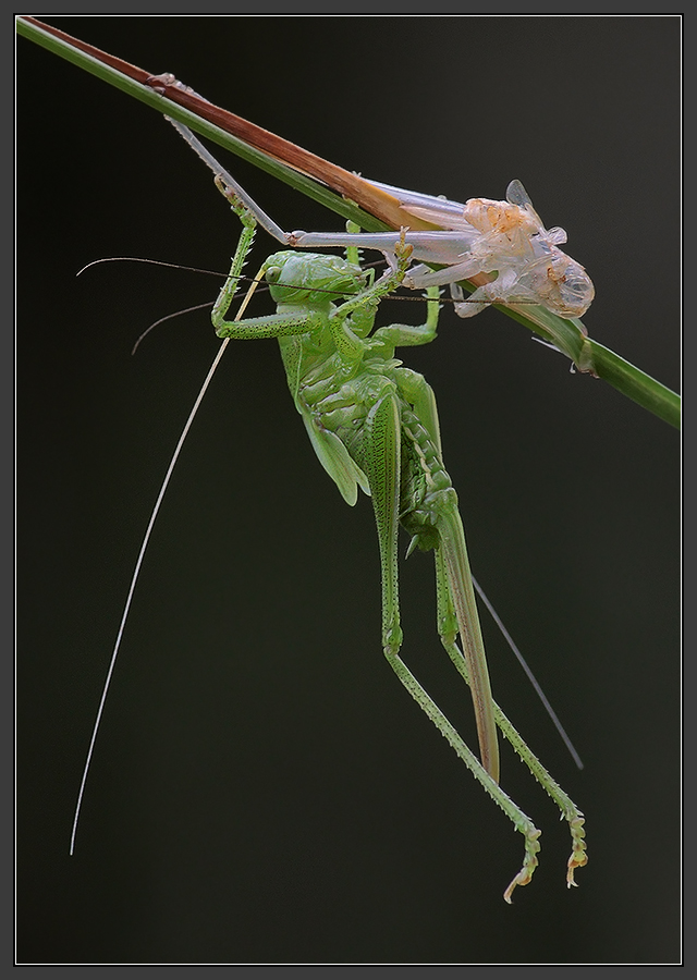 Metamorphosis Koschej Bessmrtnogo