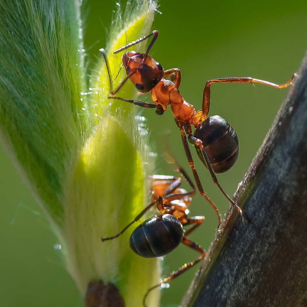 Und essen, was Sie wollen ...