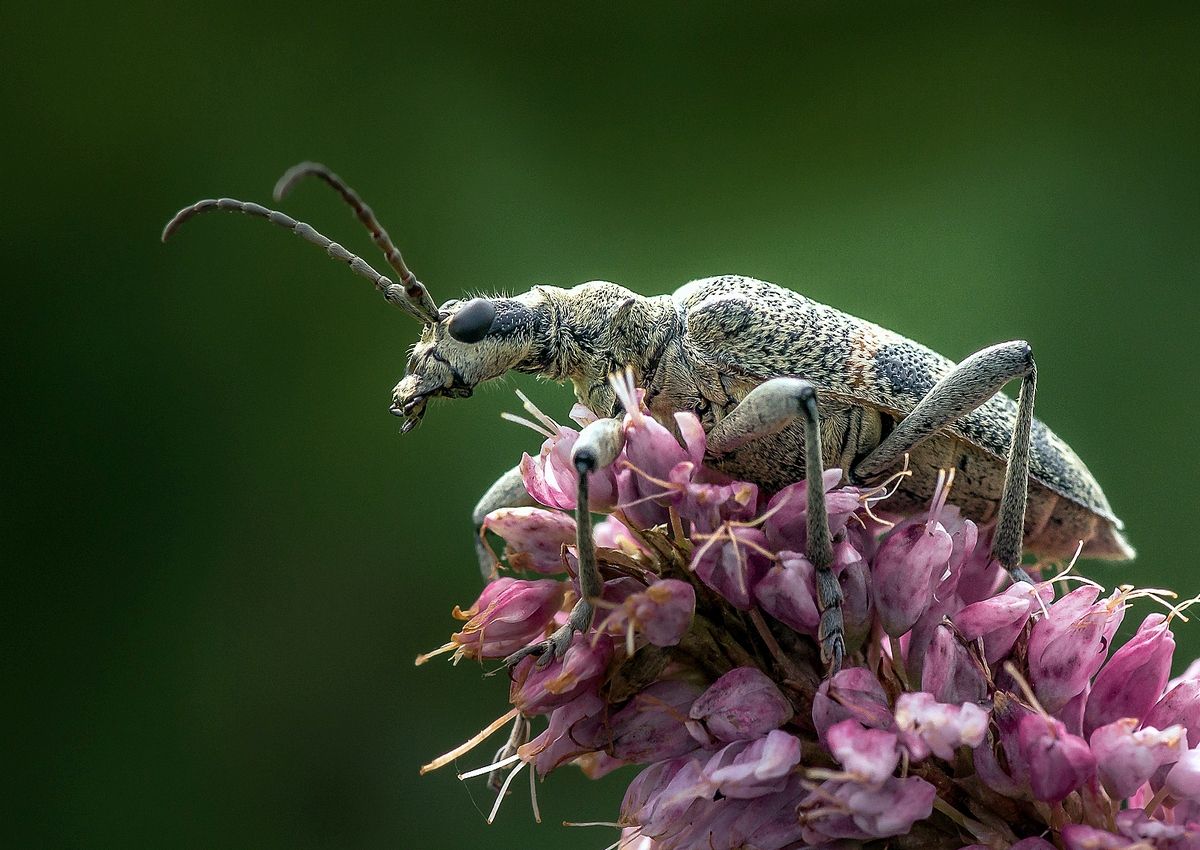 Chernopyatnisty ragy oder Feigen ragy (lateinisch Rhagium mordax)