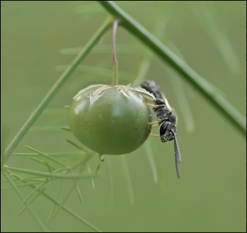Sehr kleine Vogel ...