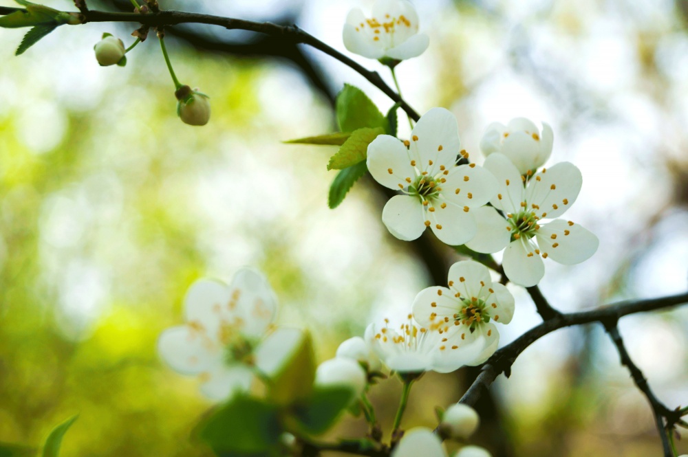 St. Petersburg Blumen