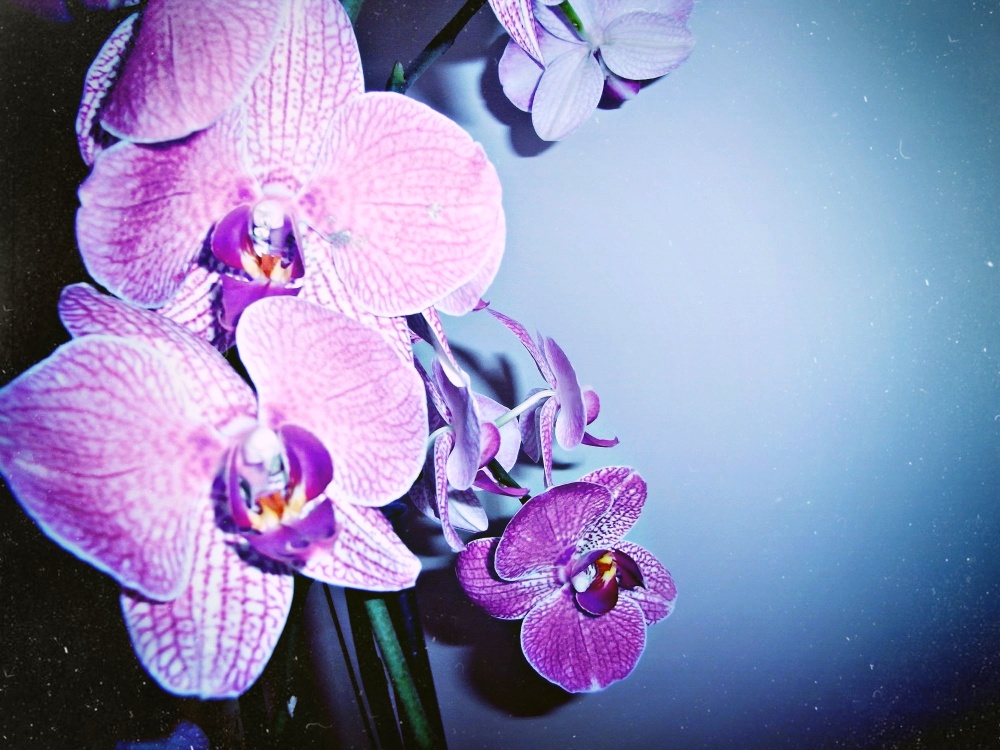 Orchideen