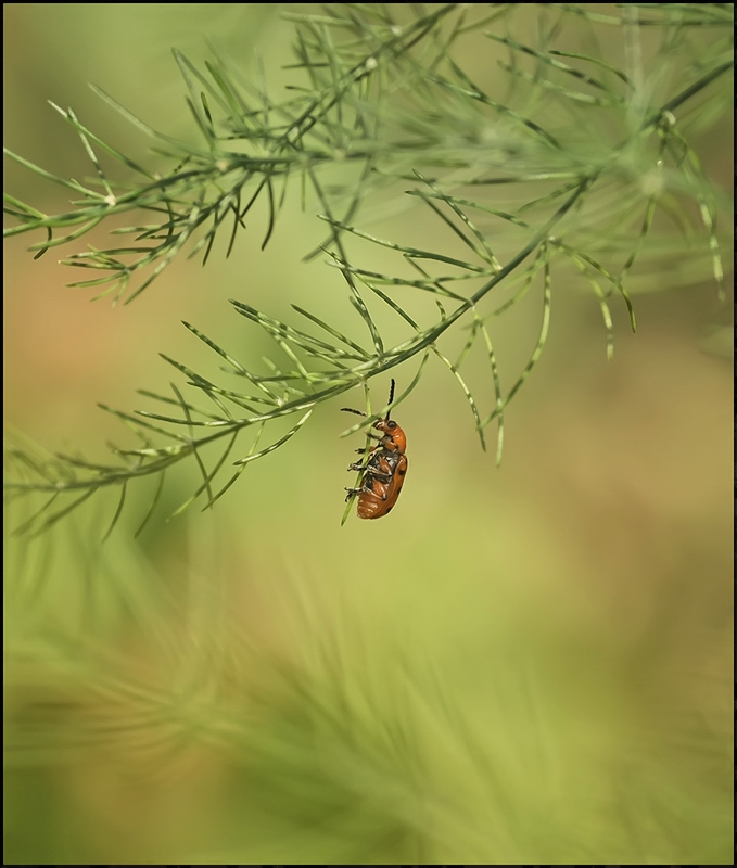 Eine unter dem Weihnachtsbaum ...