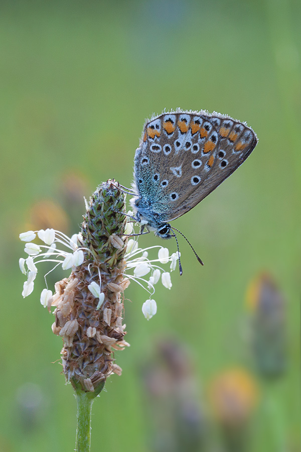 Vorbereitung für Bett