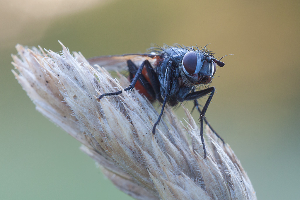 Fly Porträt