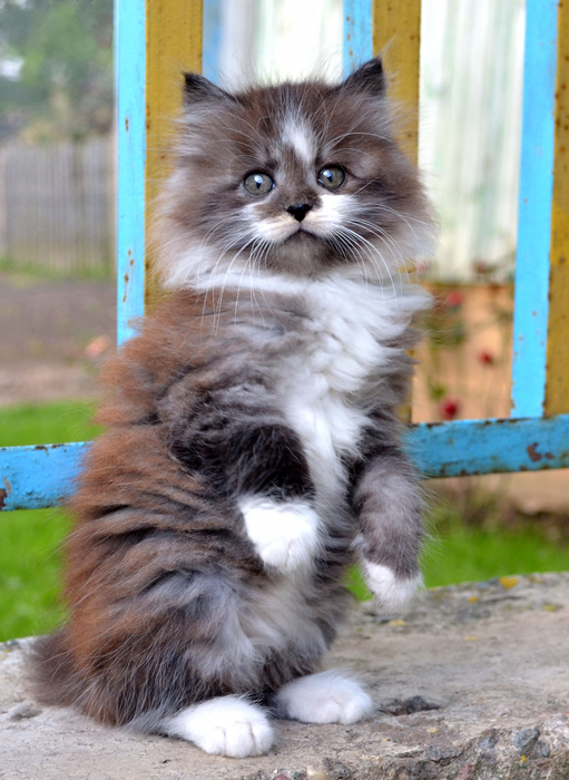 Und das ist meine Katze