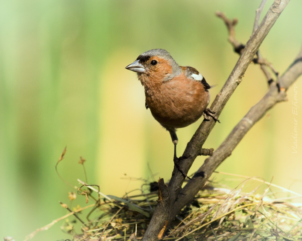 Fink - Singvogel Rossi