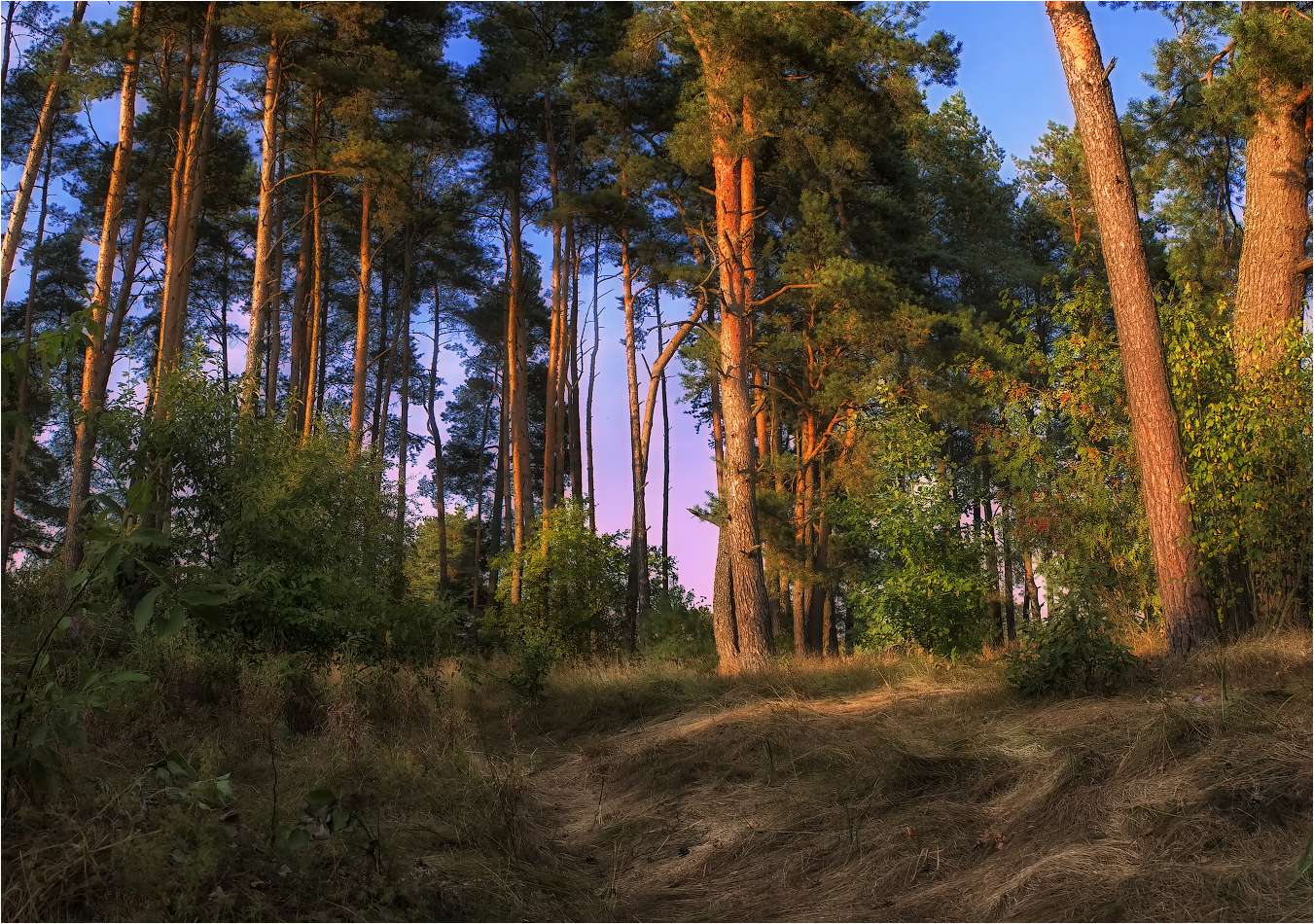 Abenddämmerung im Wald