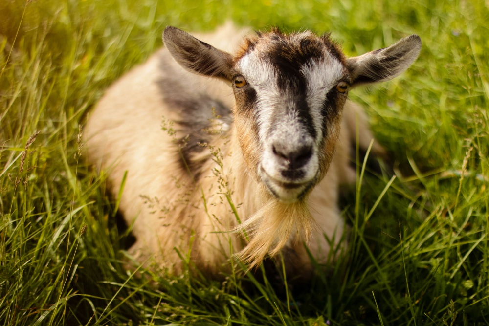 Frühling in der Robin