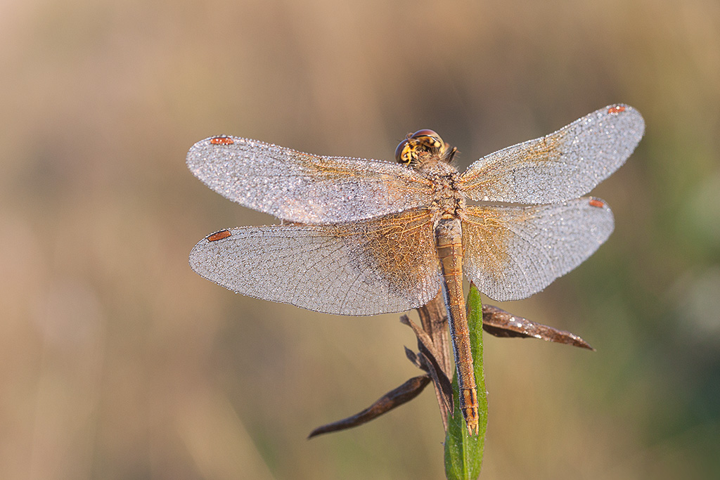 Abtrocknen und im Flug