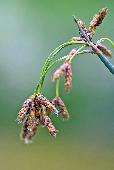 nicht mit Weihnachtsbaum zu verwechseln)