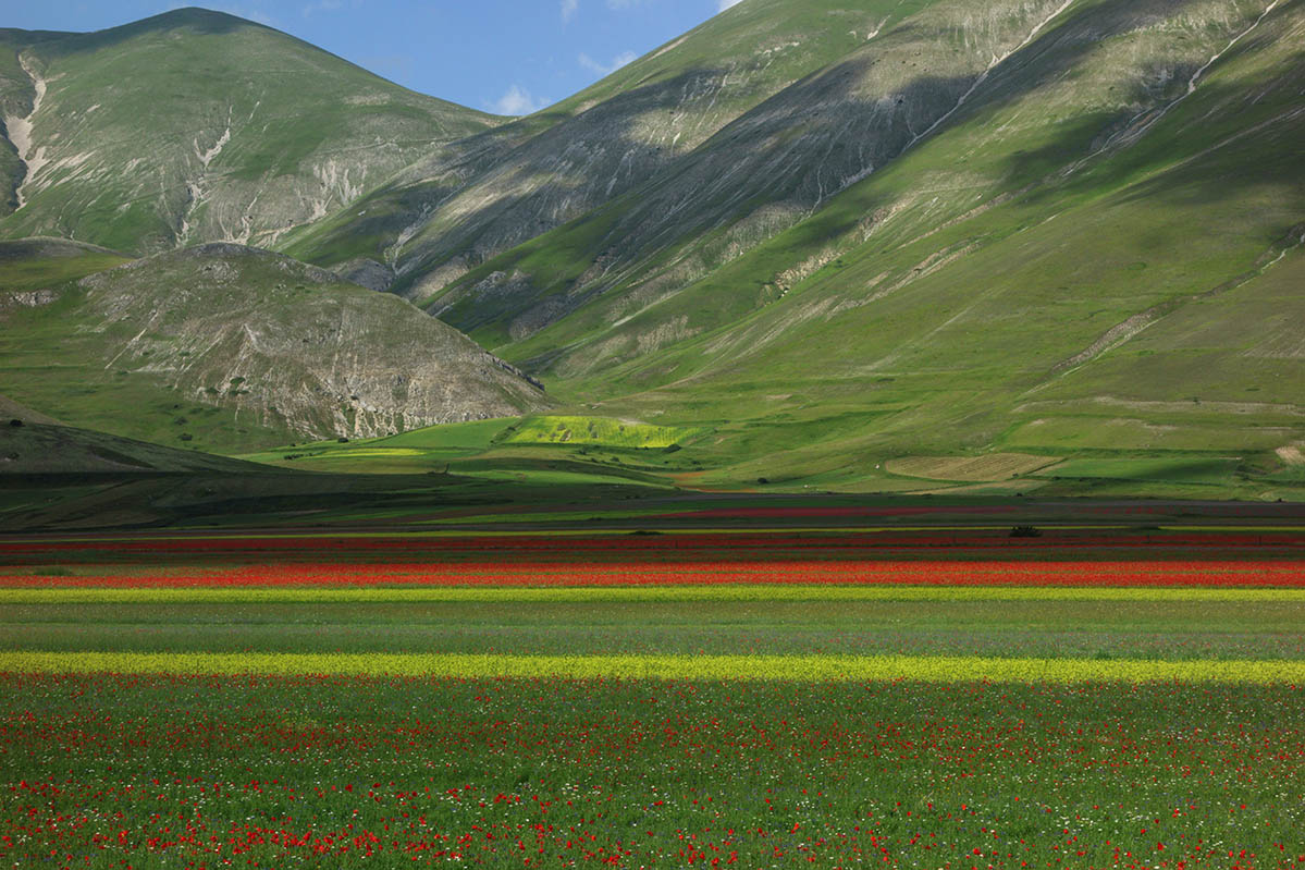Mohnblumen blühen in Umbrien