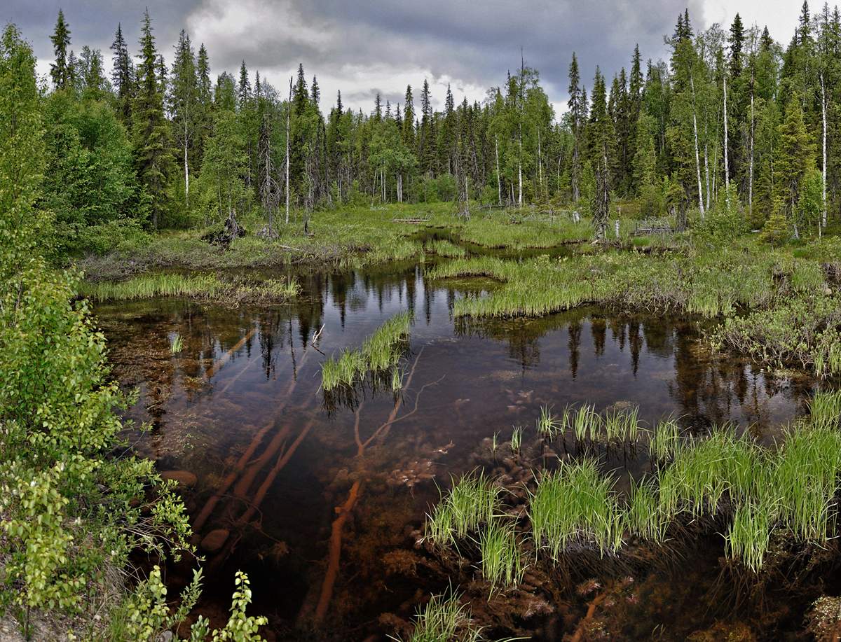 Wald (nicht Schischkin)