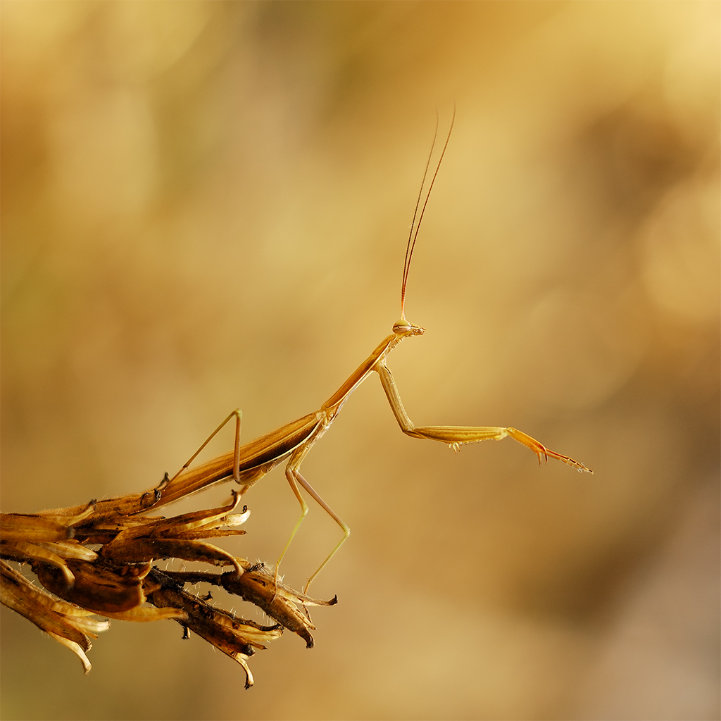 Mantis religiosa