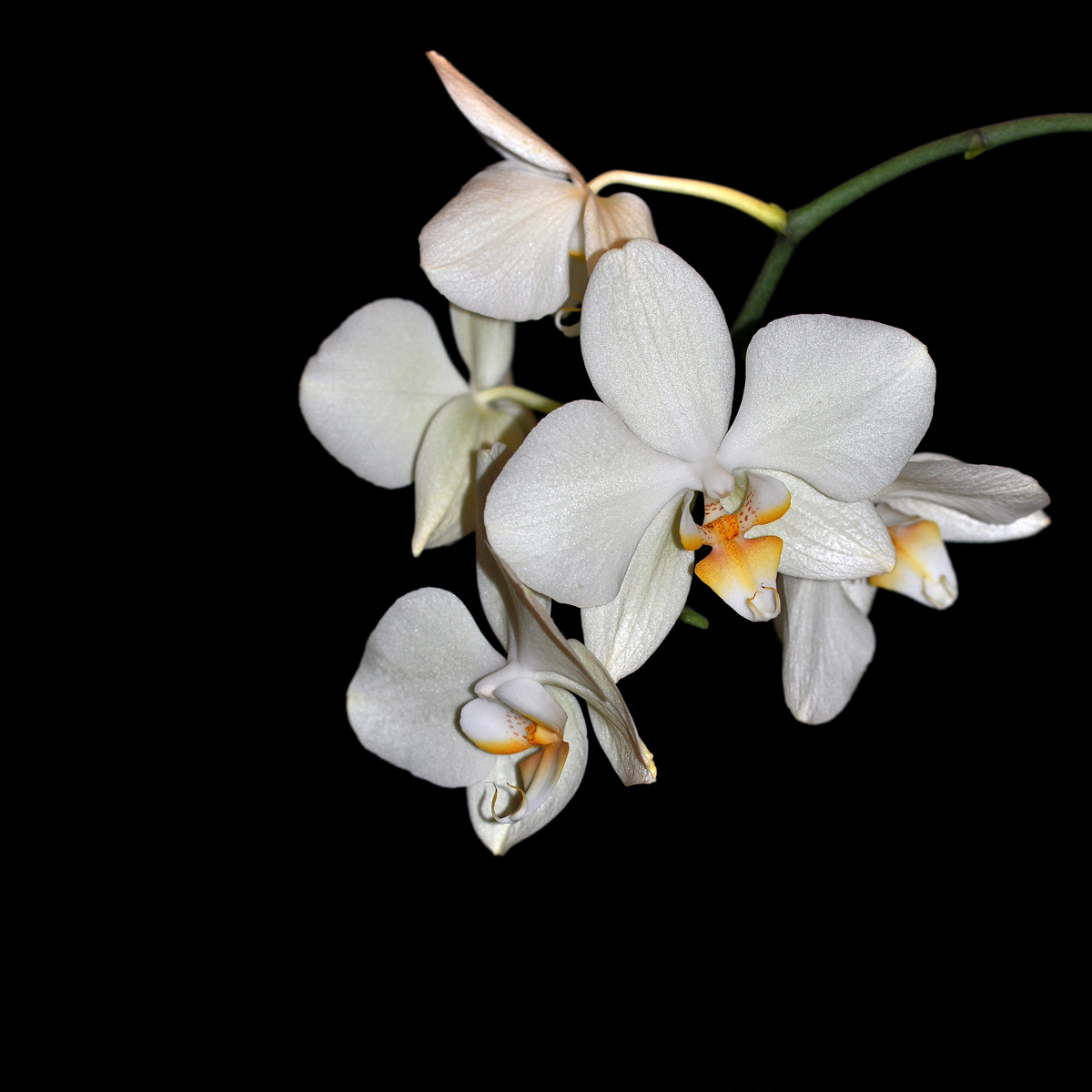 Orchidee