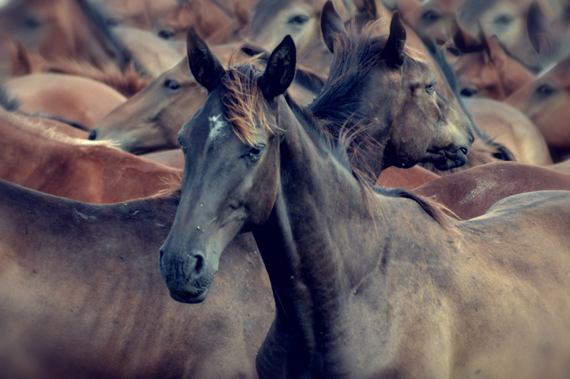 Gesicht in der Menge