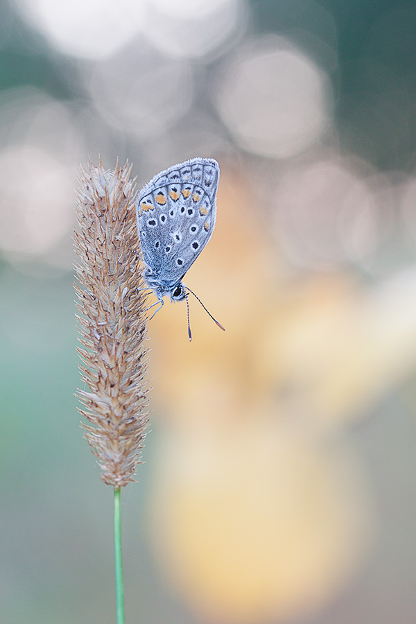 Erinnert sich über Herbst