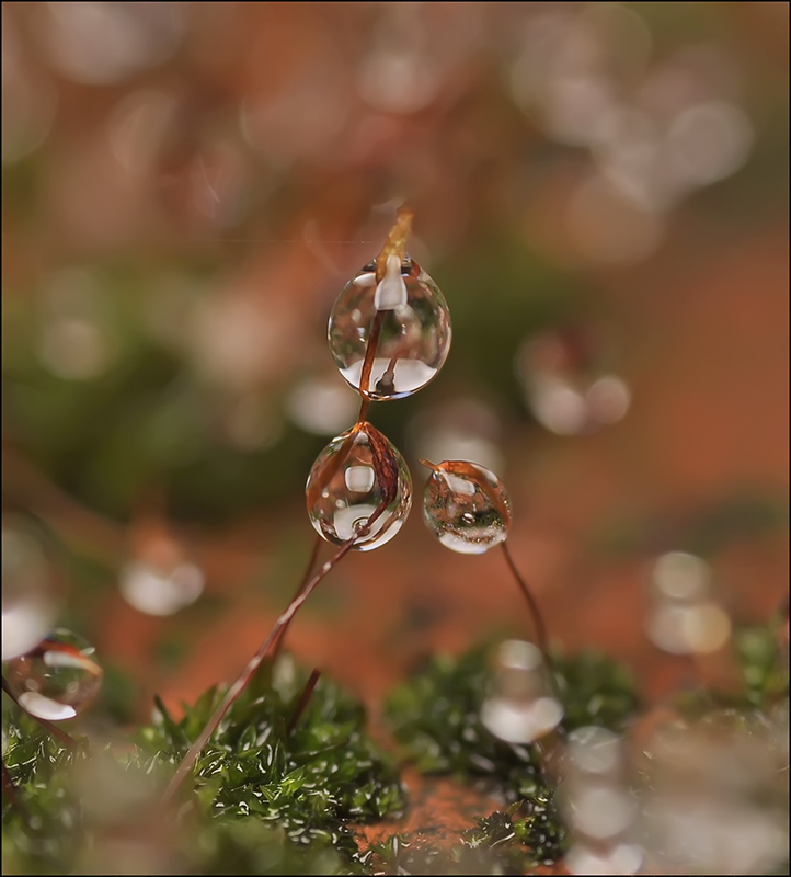 Murchanie Herbst ...