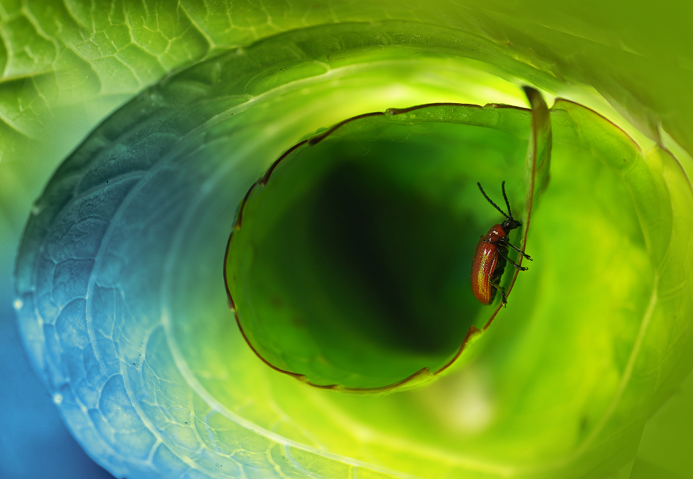 Fangen Sie die große Welle