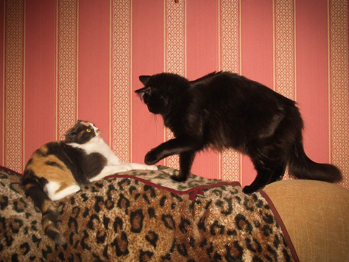 Tsulomudrenny Katze (Fortsetzung)