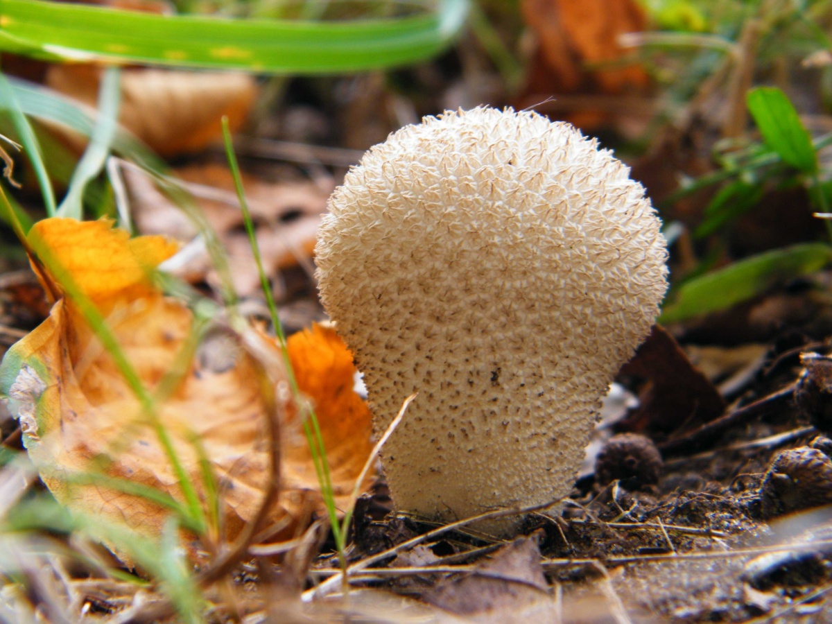 Gaben des Indian Summer