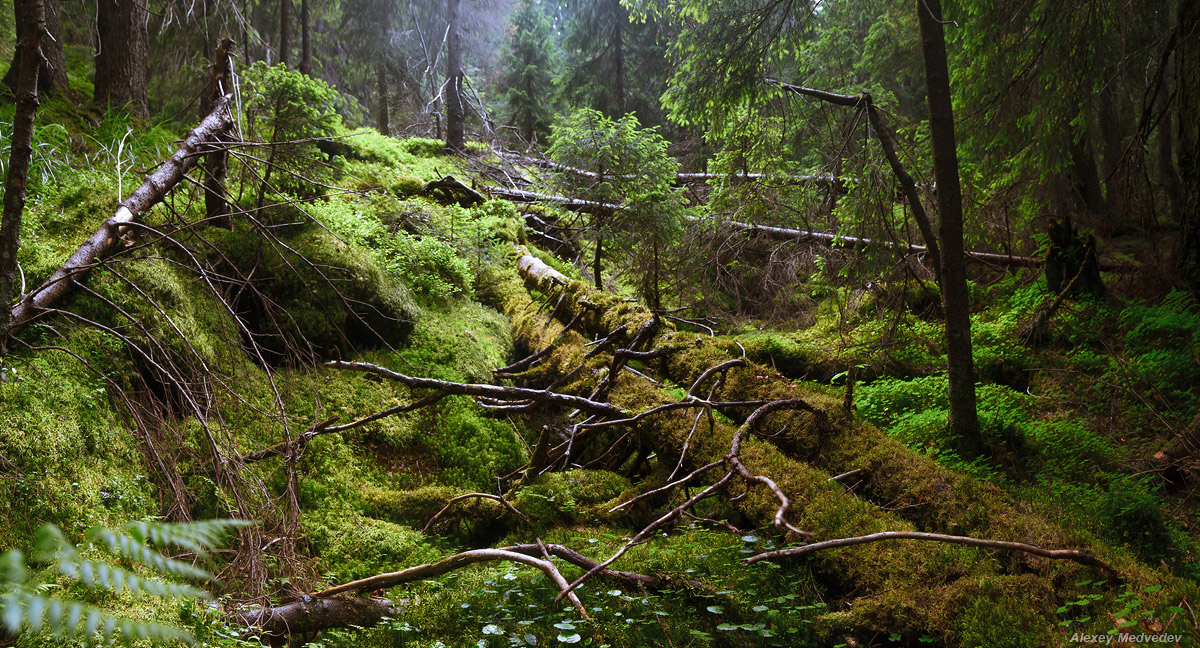 In den meisten dunklen
