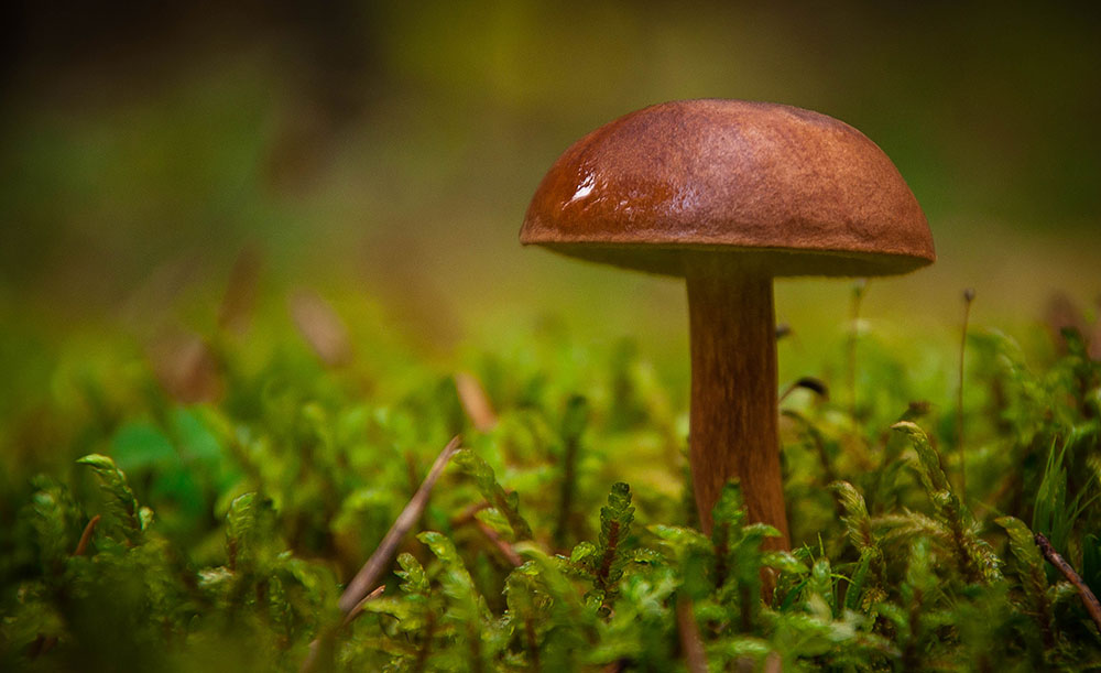 und schön, und nützlich