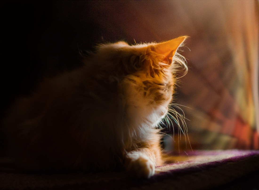 Rudolph und Strahlen