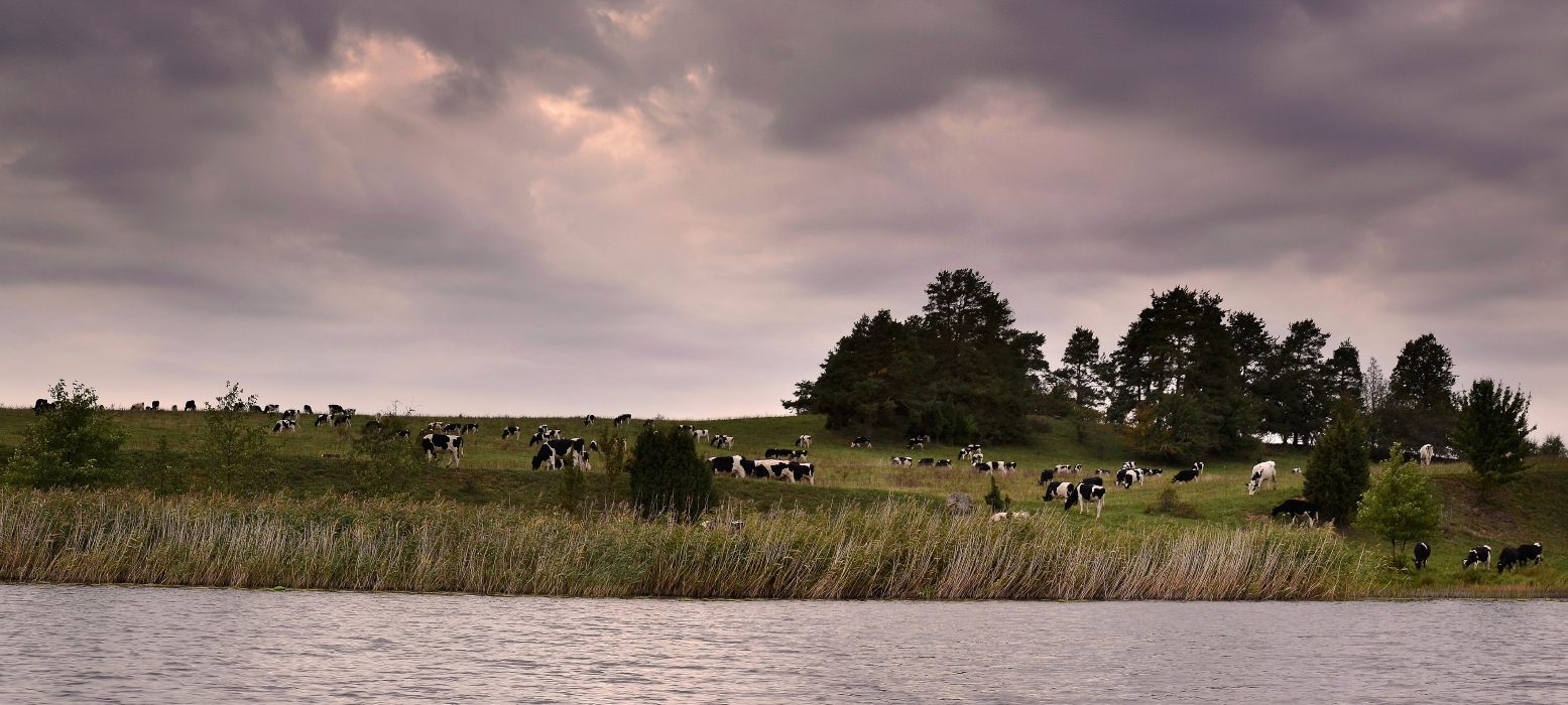 Wiese zu grasen ....