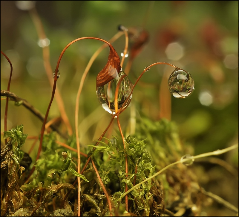 Zwischen den Zeilen der Herbst ...