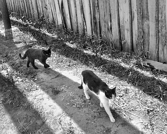 Laufen in den Schatten