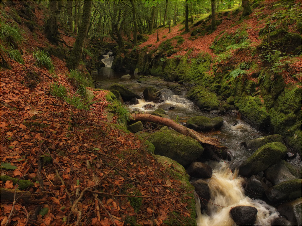 In der geheimnisvollen Wald ... II ...