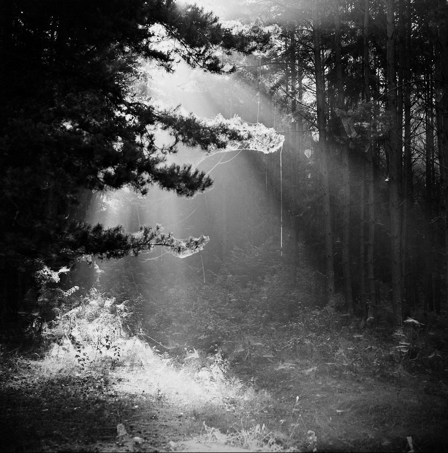 manifestation of the light ...