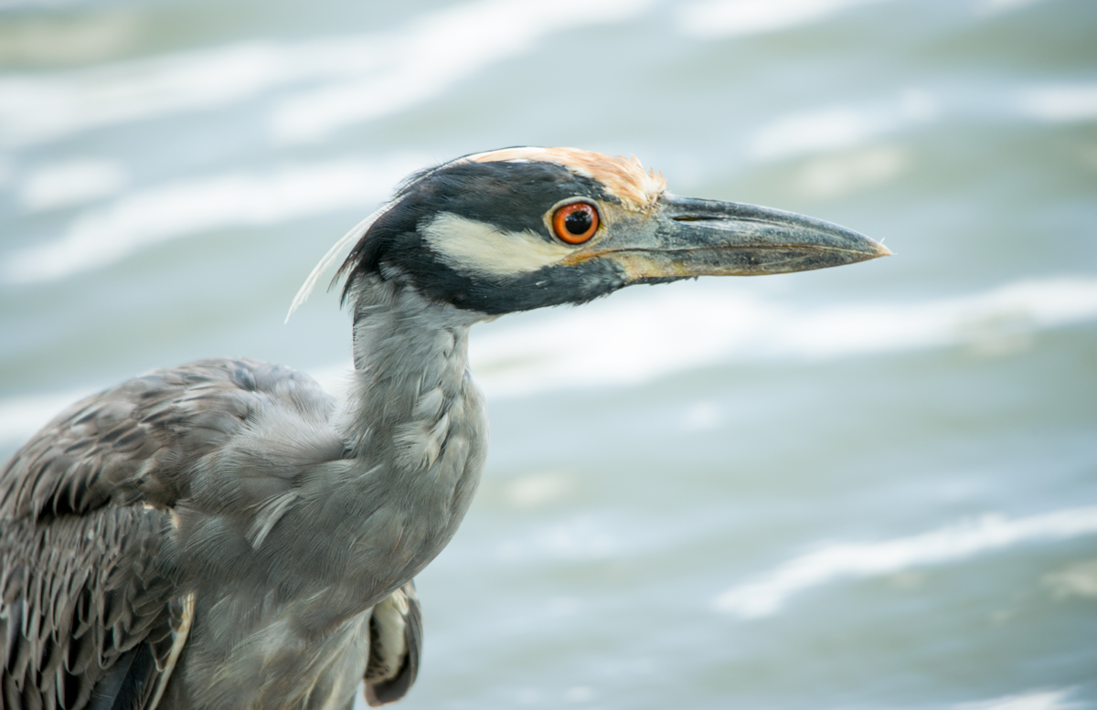 Yellow-crowned Night Heron
