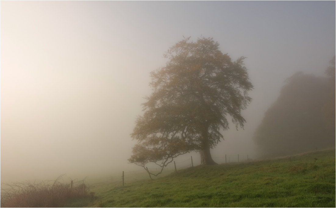 Nebligen Morgen ... ...