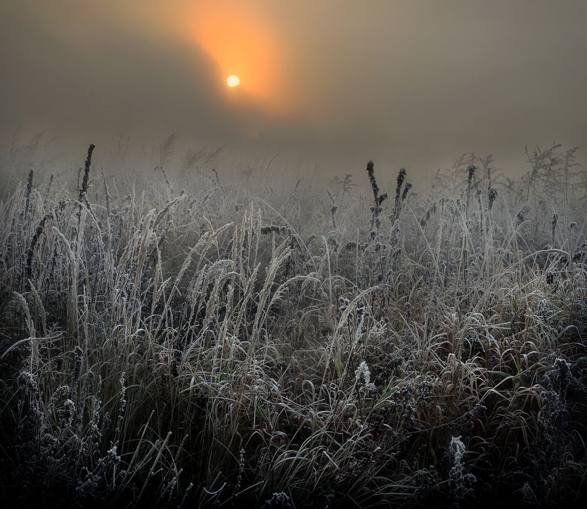 Durch die Dornen zu den Anfängen ...