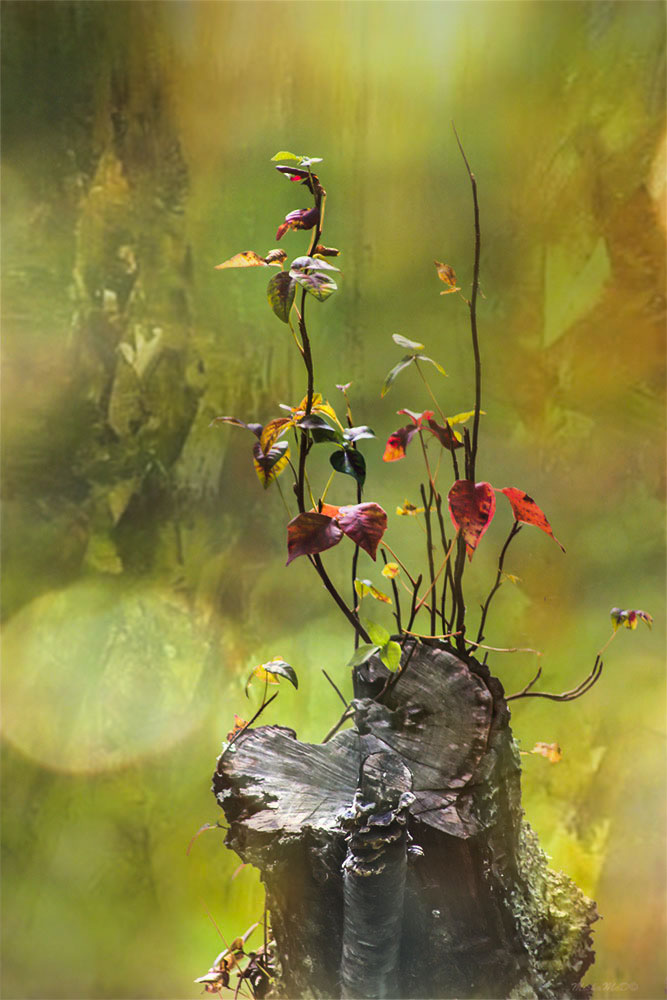 Palette des Herbstes