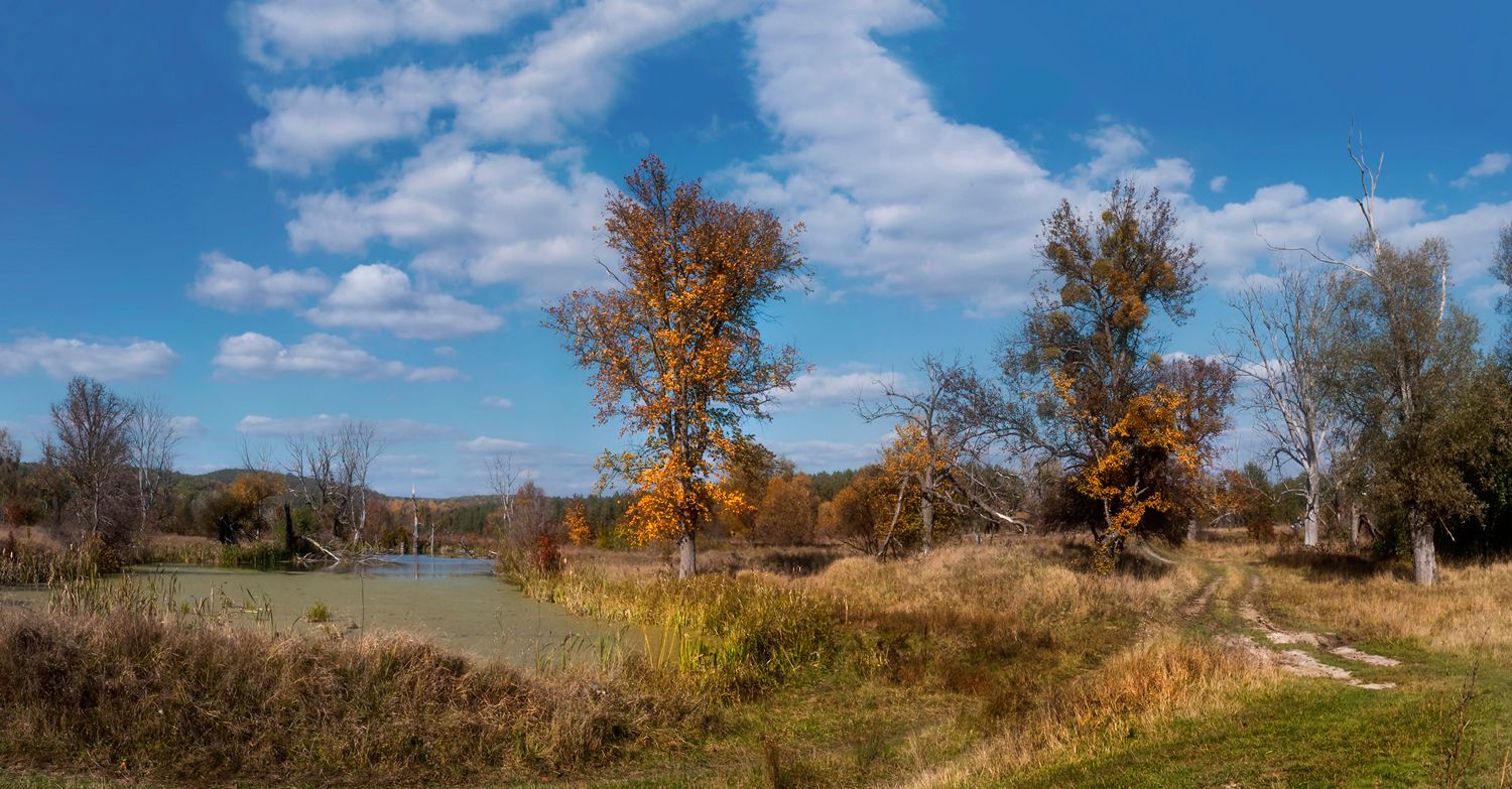 Aus der Serie "Baum ..."