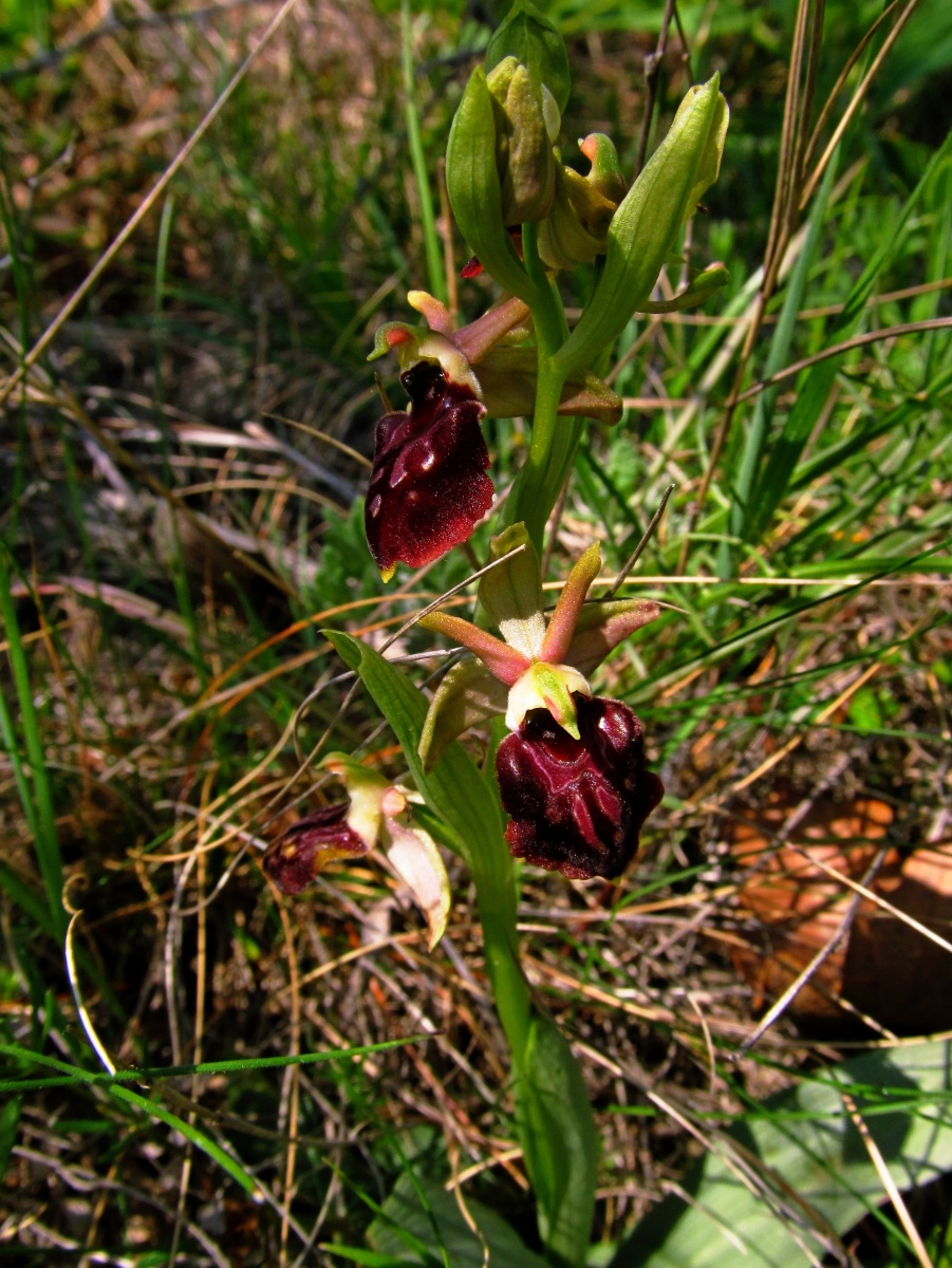 Ophrys pchelonosnaya