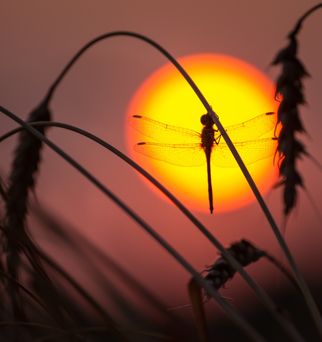 Rendezvous mit der Sonne