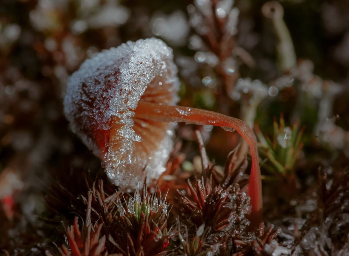 Oh, du bist schwer, Monomach ...