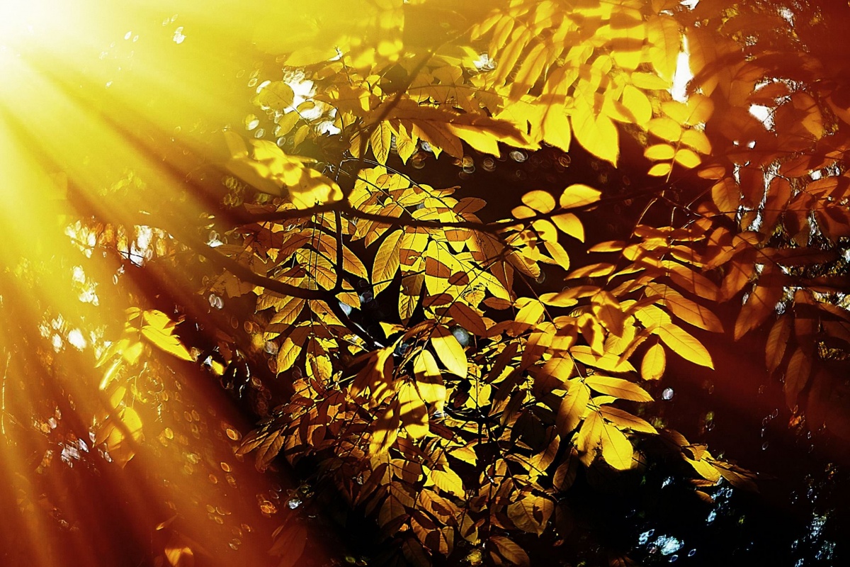 "Die Sonne ist in polnakala leuchtenden Herbst galoppiert."