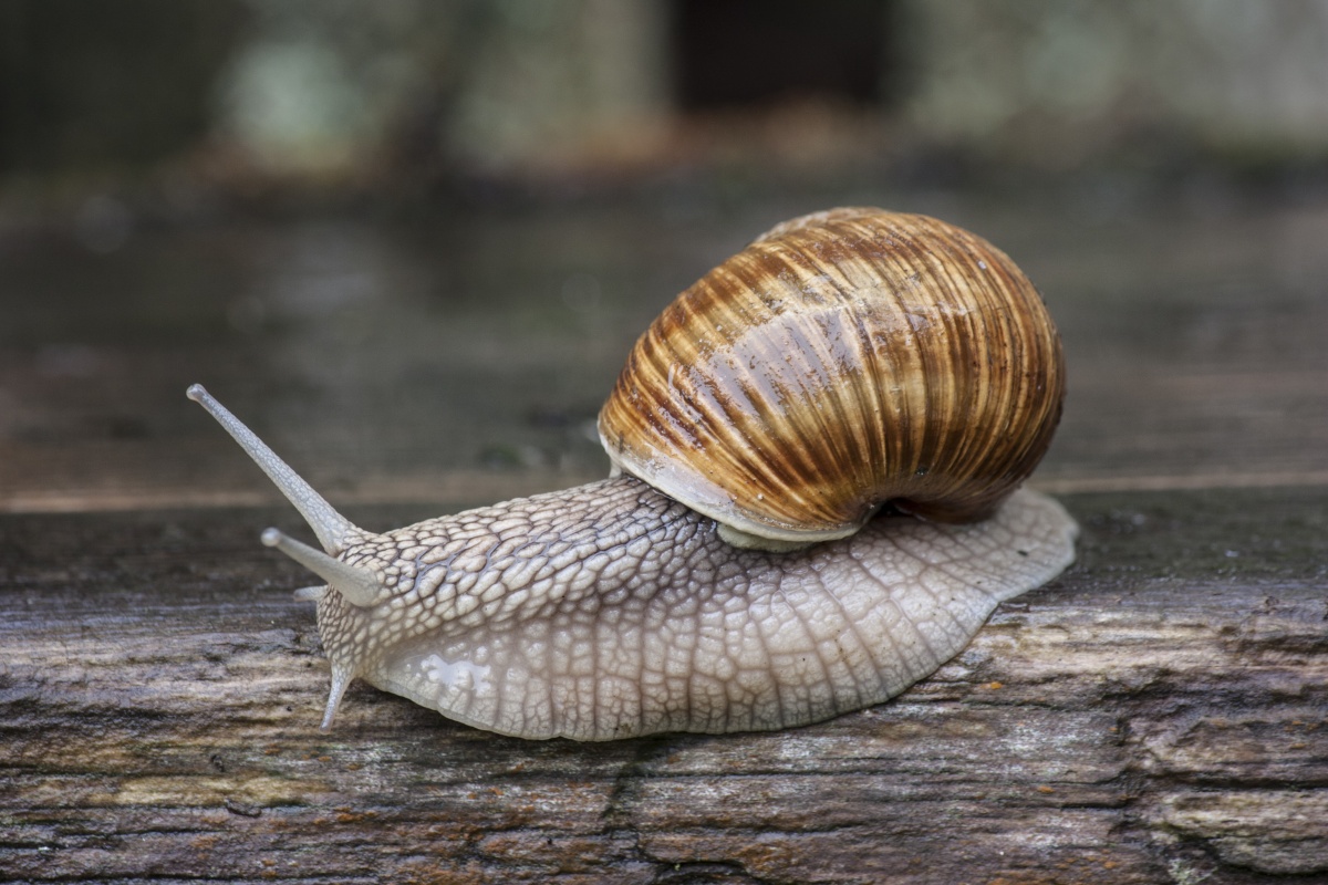 Schnecke