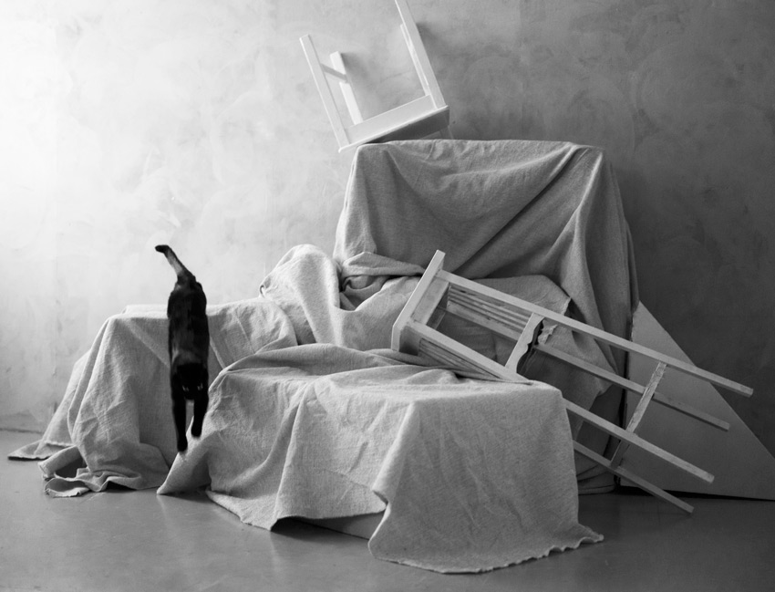 Katze und Stillleben