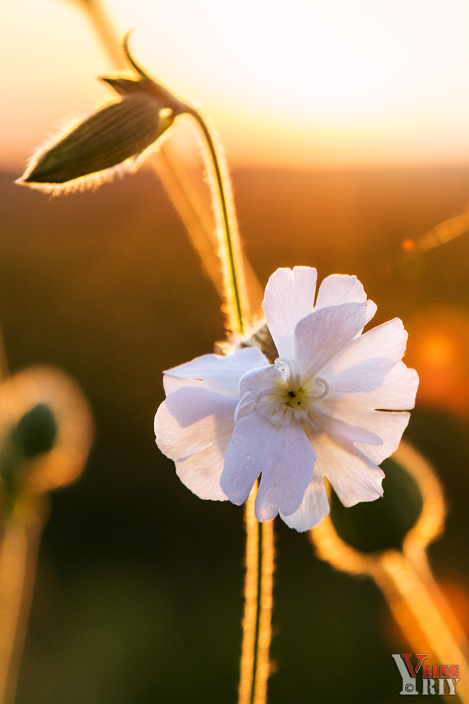Bei Sonnenuntergang ...
